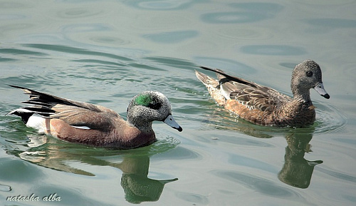 ���� �������