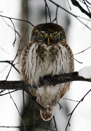 ���������� ���