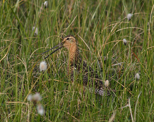 ����� ����������