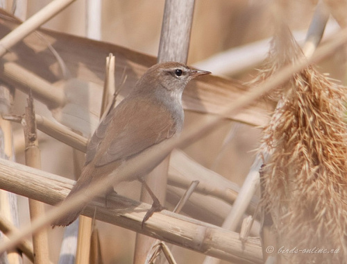 ���������� �������������