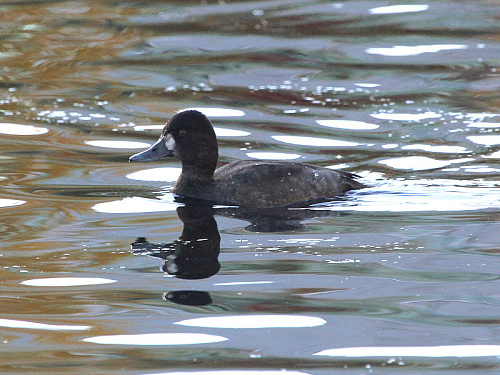 ����� ������� �������