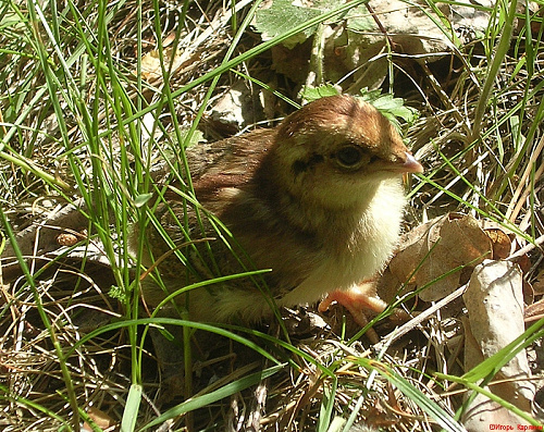 ������ �������