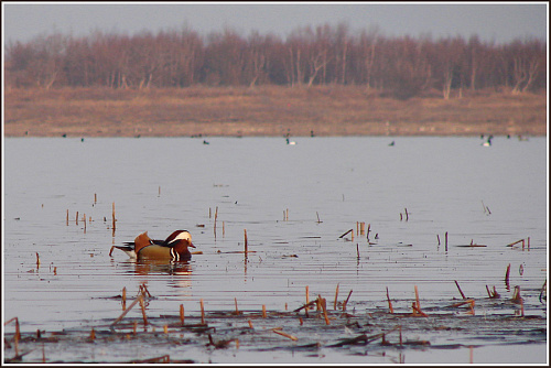 ����� ����������