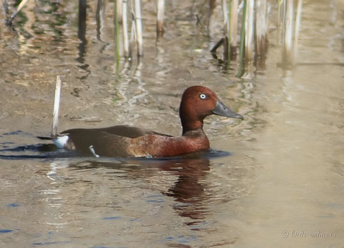 ���������� �����