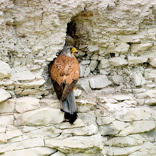 ����� ������������ ��������� � ������