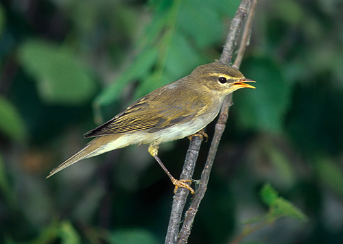 �������-��������