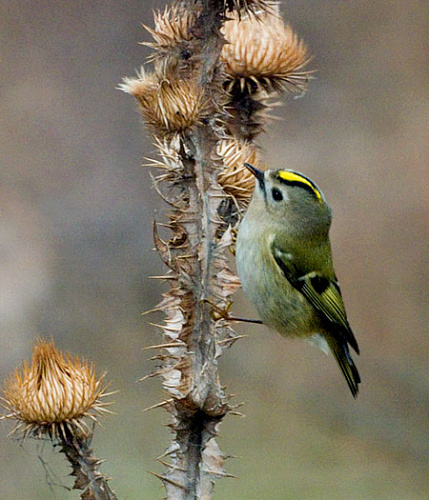 ������������ �������