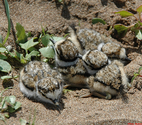 ������ ������ �����