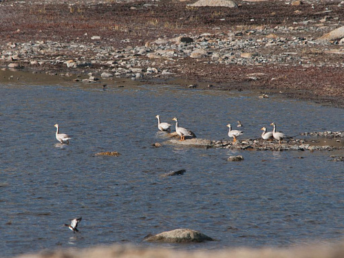 ������ ����