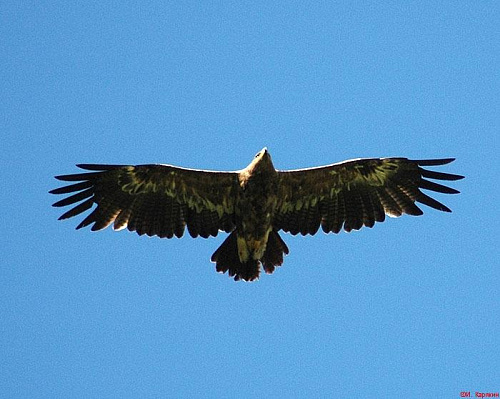 ������� ����