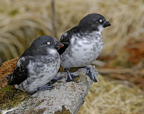 ������-������