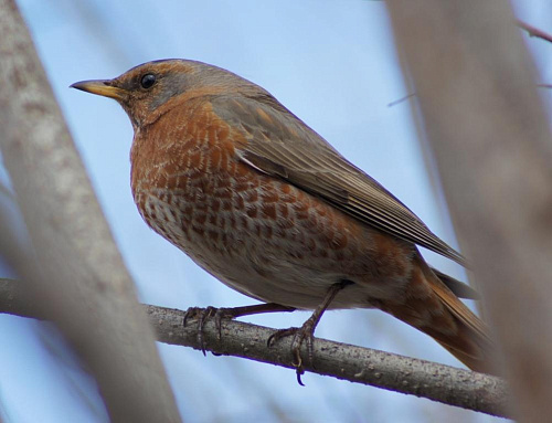 ����� �����