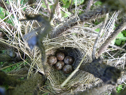 ������ ����������� �������