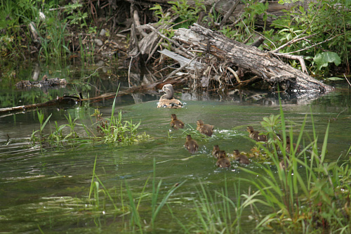 ���������� � ��������