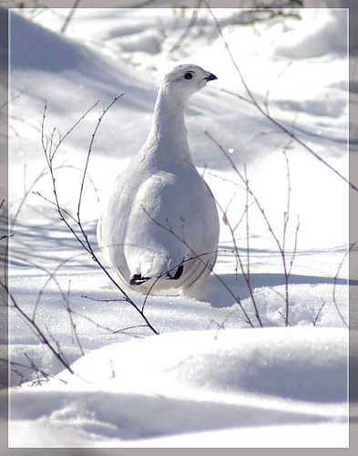 ����� ���������