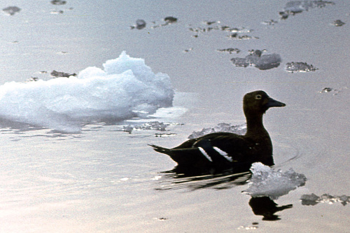 ����� ����