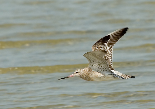 ����� ����������, �����