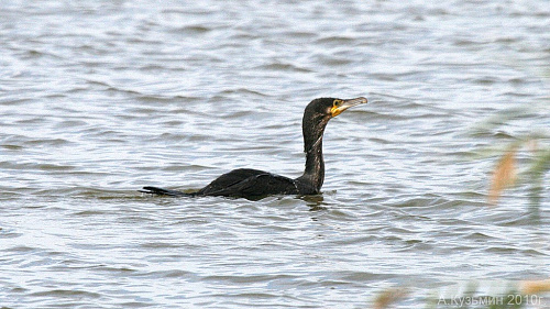 ����� ������