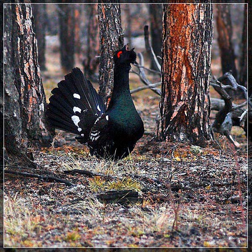 �������� �������