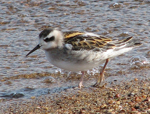 ����������� ��������� 