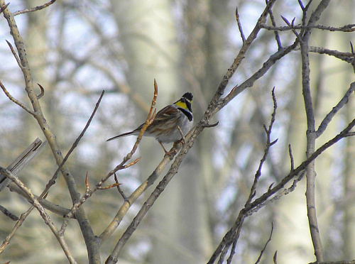 ����������� �������