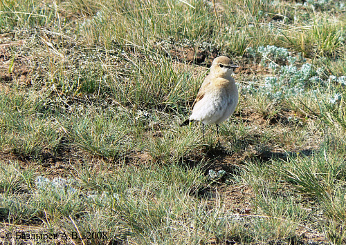 �������-��������