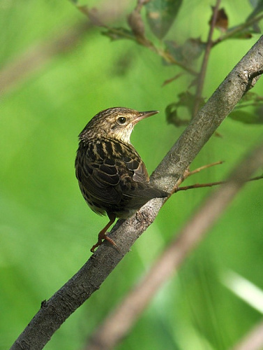 ��������� �������