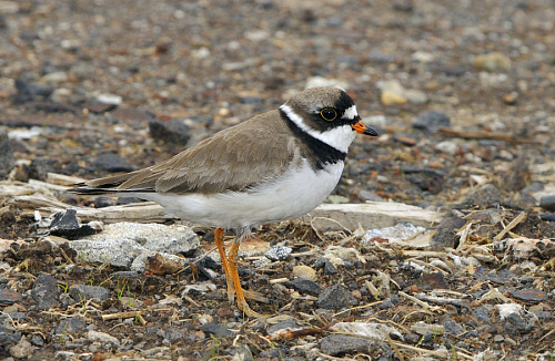 ����������������  ����������