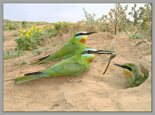 ������ ��������