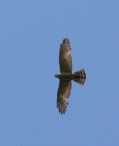 ���������� �����