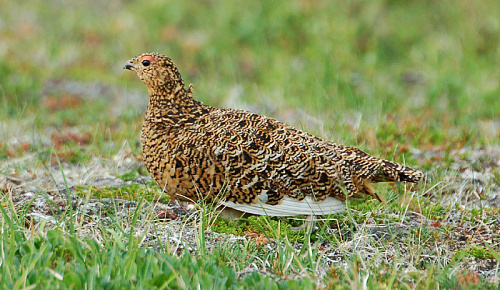 ����� ���������