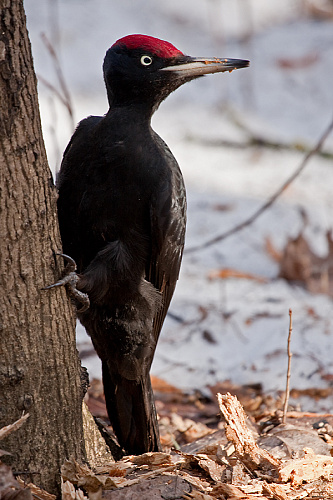 ����� "� ���� ������������� �����"