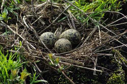 ������ ������