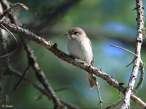 ������������ ���������