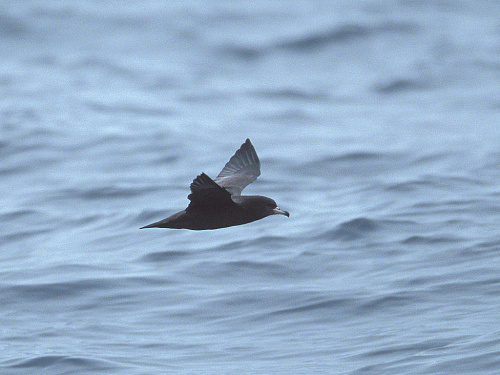 ����������� �����������