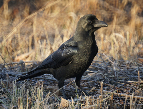 ������������ ������