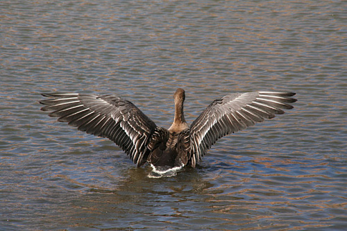 �������� ��������