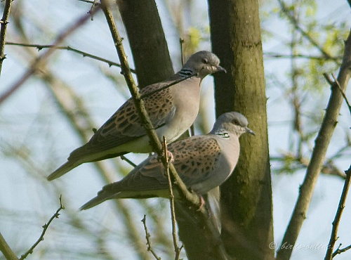 ������������ �������