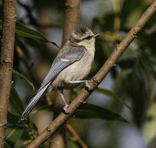 ������� ���������