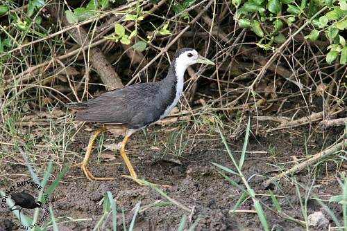 ���������� �������