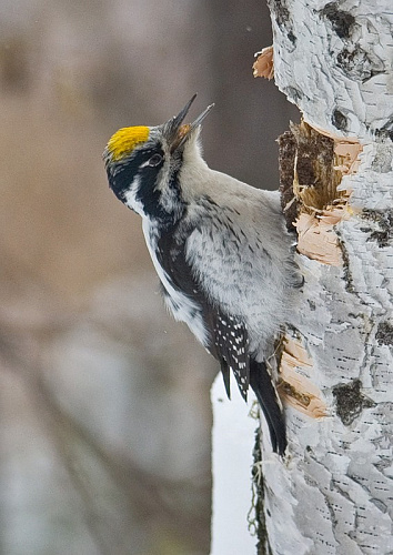 ��������� �����