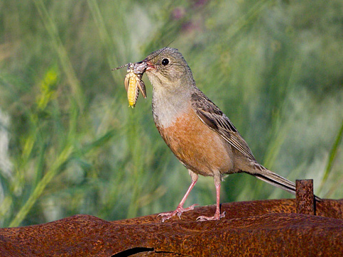 ����� ������� �������