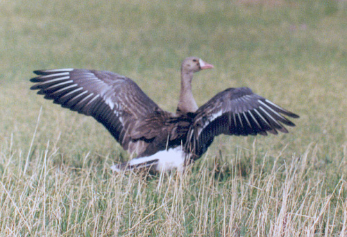 ��������� ����