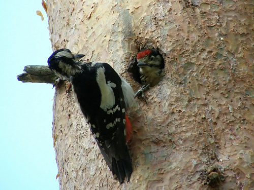 ������� ������� ����� � ������