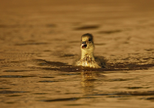 ������ ���������