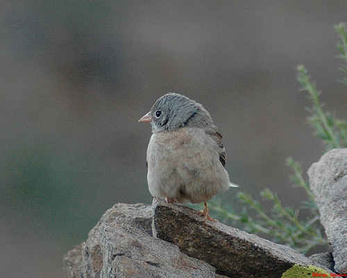 �������� �������