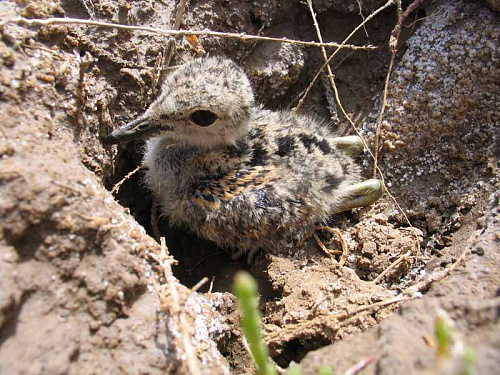 ������ ����������� ��������