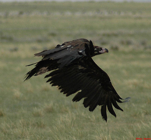 ׸���� ����