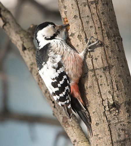 ����������� �����