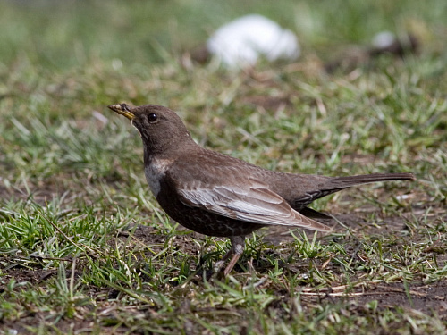 ��������� �����, �����